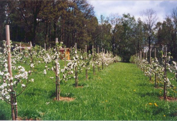 Schnittkurse fr Obstbaum und Zierstrauch im Frhjahr 2023
